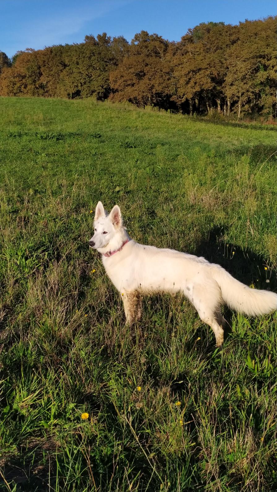 Tokyo_et_Opale_course